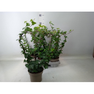 Hedera   ...green leafed