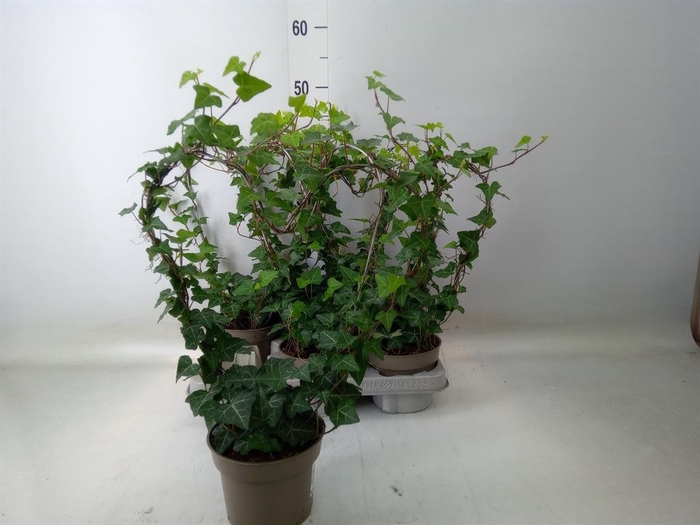 <h4>Hedera ...green leafed</h4>