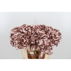 Hydrangea Kl Bh Champagne