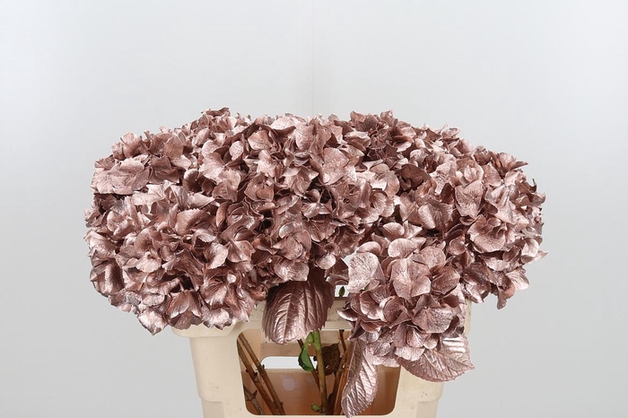 <h4>Hydrangea Kl Bh Champagne</h4>
