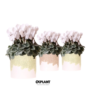 Cyclamen Rembrandt white in Bloom pot sand mix