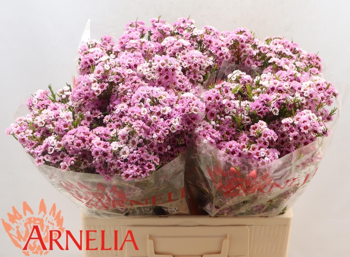 <h4>CHAME GISELLE</h4>