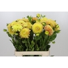 Dahlia Jowey Goldy
