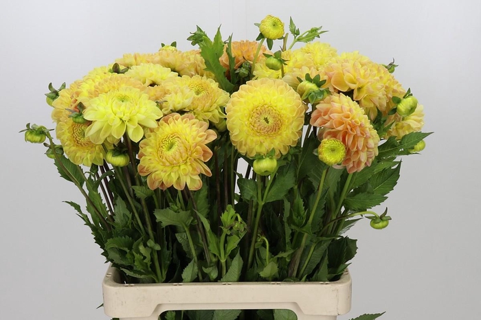 Dahlia Jowey Goldy