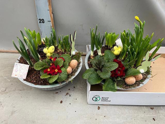 <h4>ARR BOL KNOLGEWAS</h4>