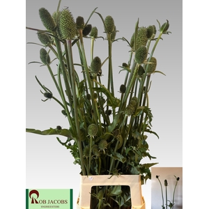 DIPSACUS
