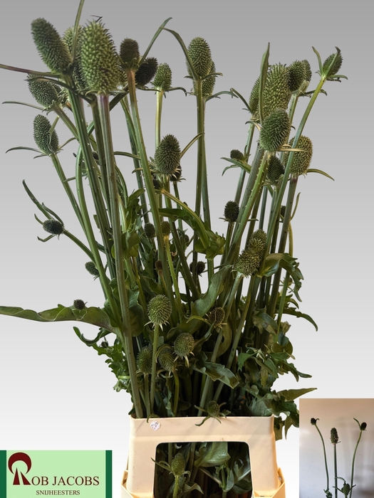 <h4>DIPSACUS</h4>