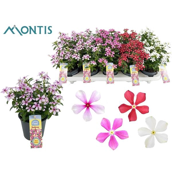 <h4>Catharanthus roseus Soirée gemengd</h4>