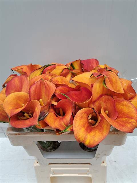 <h4>ZANT SOLERO ART ORANGE</h4>