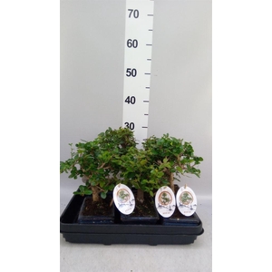 Bonsai   ...mix