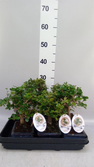 <h4>Bonsai   ...mix</h4>