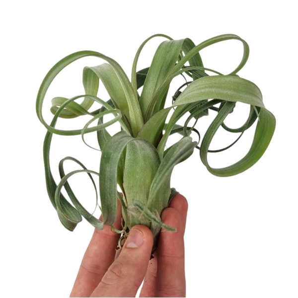 <h4>tillandsia Curly Slim</h4>