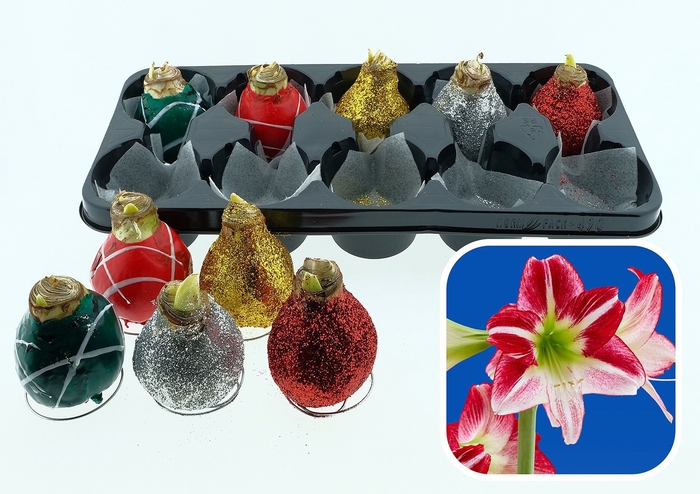 <h4>BLOEMBOL HIPPEASTRUM</h4>