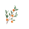 Citrus Sinensis Orange