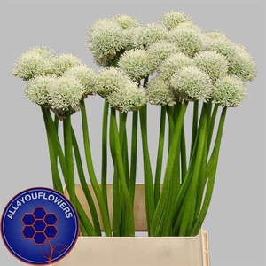 ALLIUM WHITE GIANT