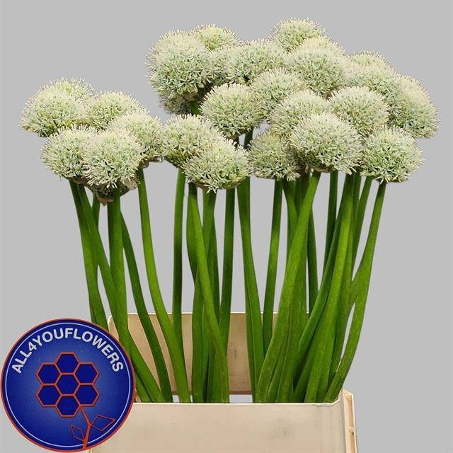 <h4>ALLIUM WHITE GIANT</h4>