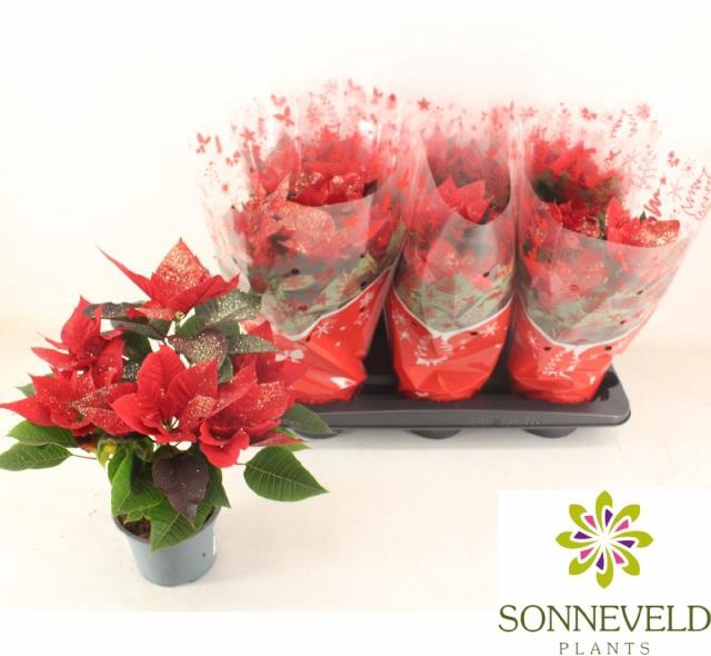 <h4>EUPHOR P CHR F RED</h4>