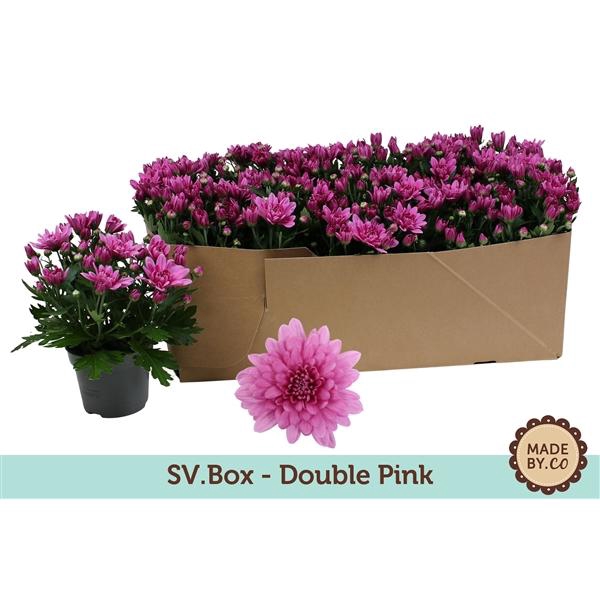 <h4>Chrysant Double Pink in SV.Box</h4>
