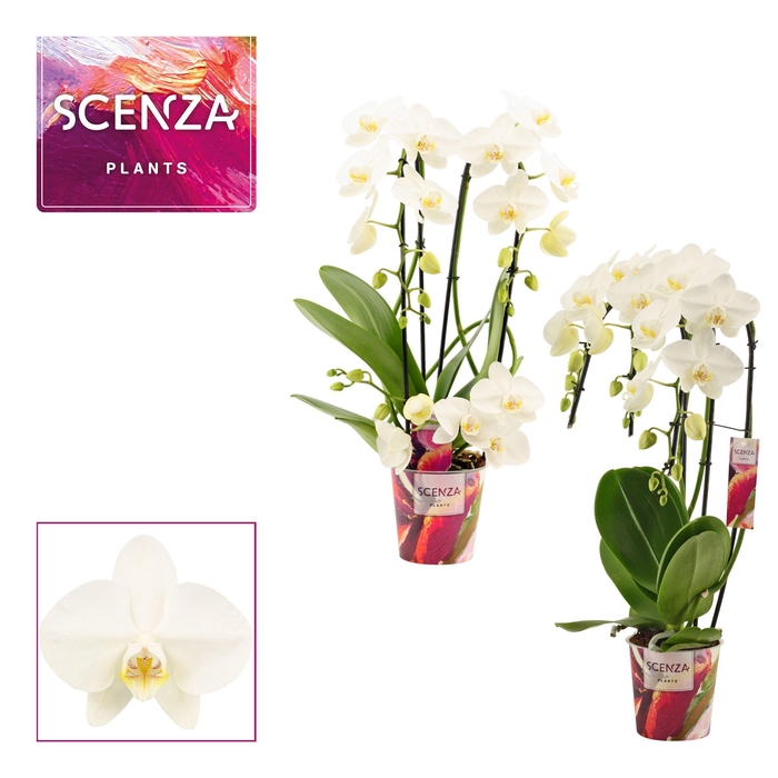 <h4>Phalaenopsis vormen mix 3 tak wit</h4>