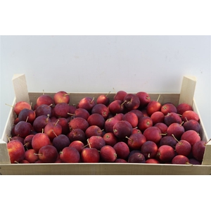 Sier Appels Rood P. Doos