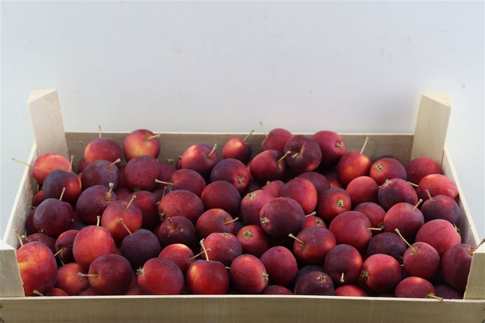 <h4>Sier Appels Rood P. Doos</h4>