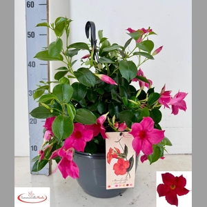 MANDE SUN PINK