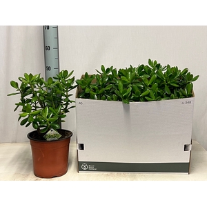 CRASS OVATA