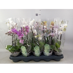 Phalaenopsis multi.   ...mix  4
