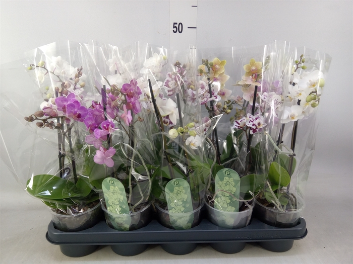 <h4>Phalaenopsis multi.   ...mix  4</h4>