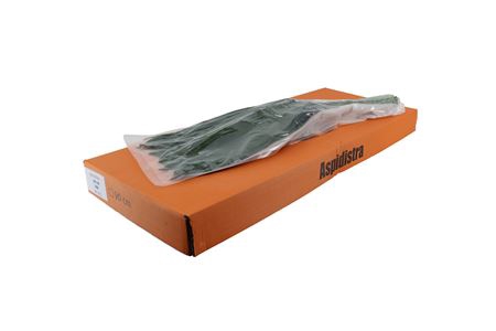 <h4>ASPIDISTRA 80CM V P QUEENS</h4>