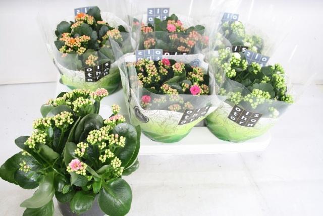 <h4>KAL GE GEM 5 KL</h4>