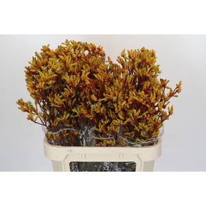 Kangaroo Paw Gold Fever