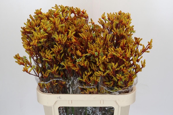 <h4>Anigozanthos Gold Fever</h4>