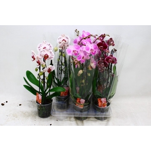 PHAL EL CASCADE