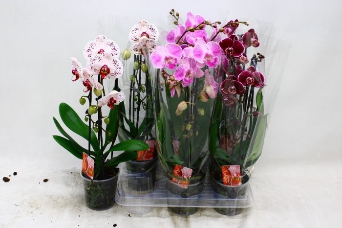 <h4>PHAL EL CASCADE</h4>