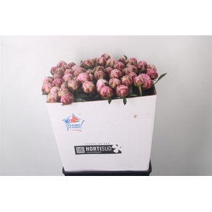 Paeo L Sarah Bernhard Pink Ex