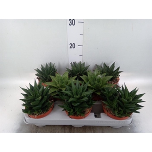 Aloe   ...mix