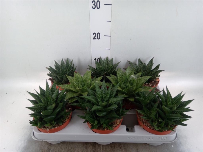 <h4>Aloe   ...mix</h4>