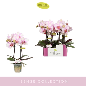 MyMonro Make-up 2 spike