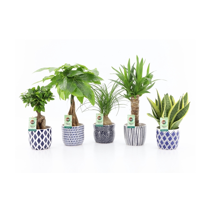 <h4>Easy to Care Mix in Delft-Blue Keramiek</h4>
