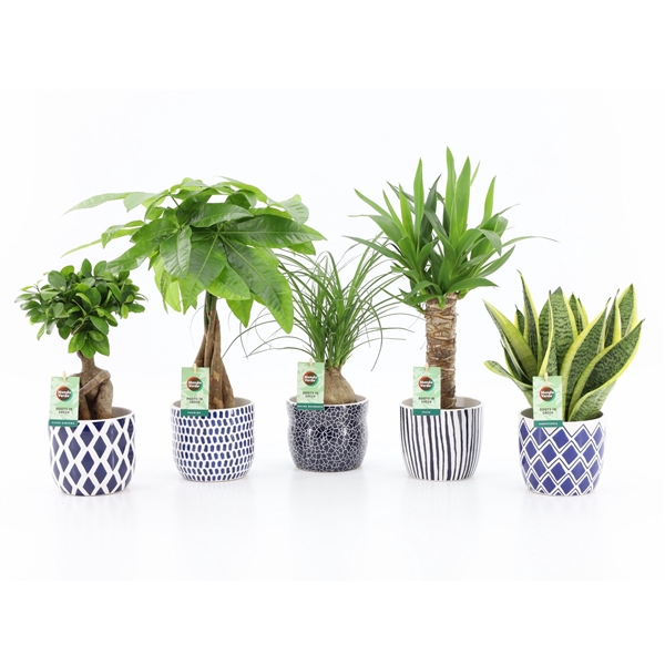 <h4>Easy to Care Mix in Delft-Blue Keramiek</h4>