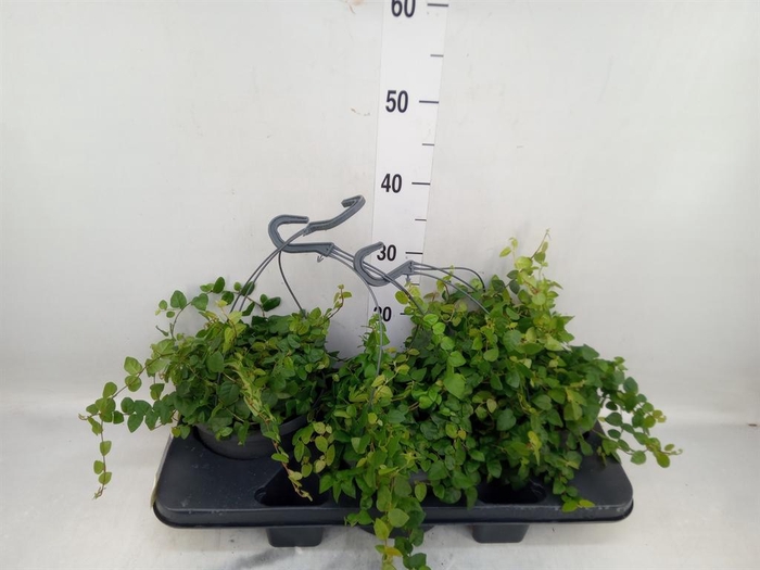 <h4>Ficus pumila   ...</h4>