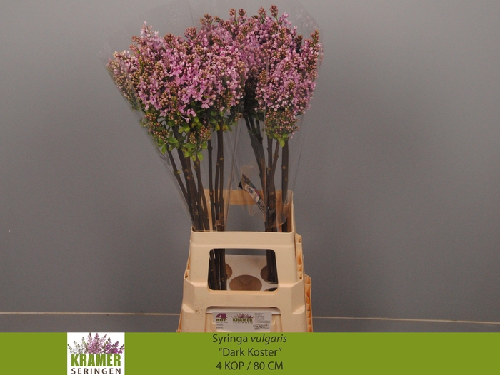 <h4>SYR V DARK KOSTER</h4>