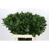 Ruscus Hypophyllum