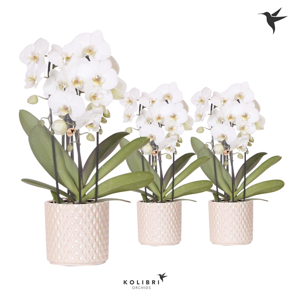 <h4>Kolibri Orchids Cascade Niagara fall 3spike in Diamond Pearl tra</h4>