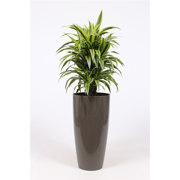 <h4>Dracaena Lemon Lime in Santorini pot "taupe"</h4>