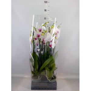 Phalaenopsis  'Red Lips'