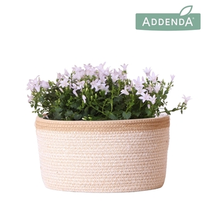 Campanula Addenda Ambella white in Basket white