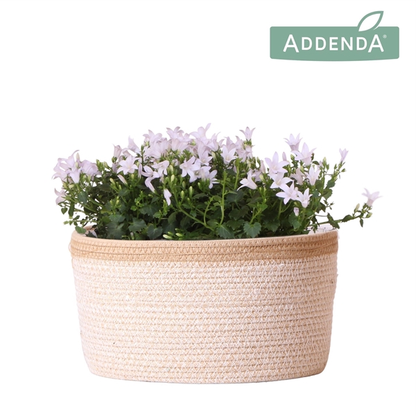 <h4>Campanula Addenda Ambella white in Basket white</h4>