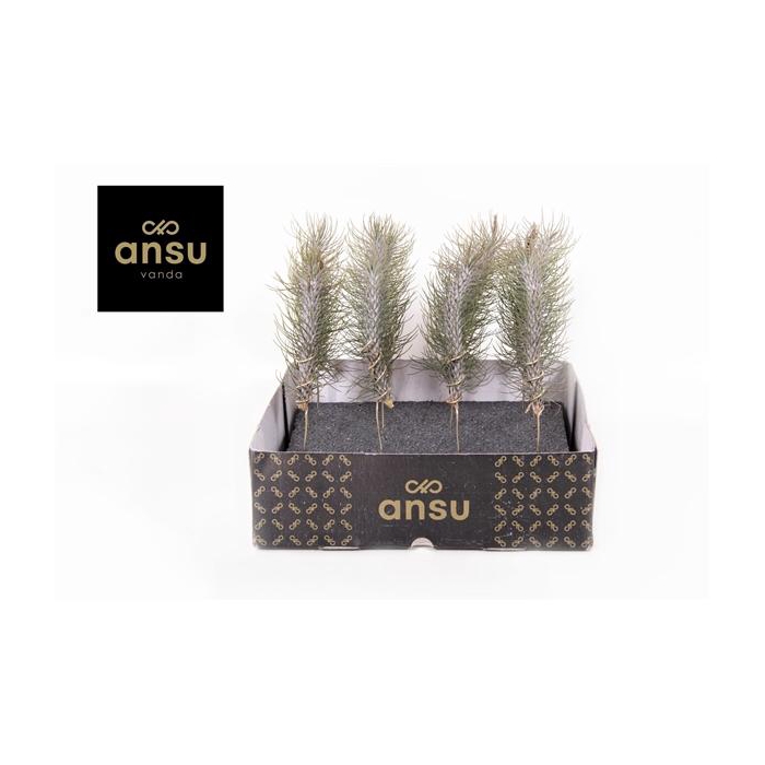 <h4>Tillandsia Funckiana Crazy Love</h4>